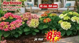 Posten Börse Hortensie Angebot