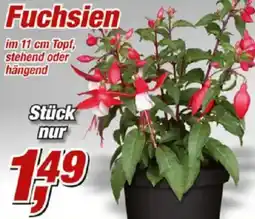 Posten Börse Fuchsien Angebot
