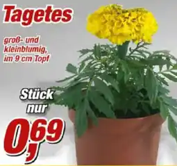 Posten Börse Tagetes Angebot