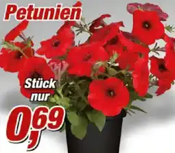 Posten Börse Petunien Angebot