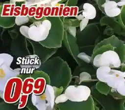 Posten Börse Eisbegonien Angebot