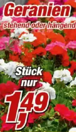 Posten Börse Geranien Angebot