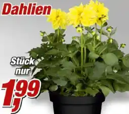 Posten Börse Dahlien Angebot