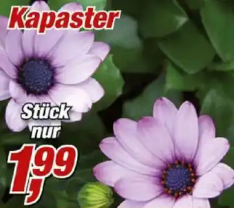 Posten Börse Kapaster Angebot