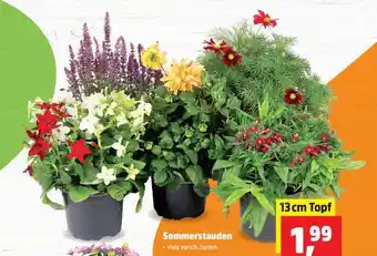 Thomas Philipps Sommerstauden Angebot