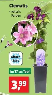 Thomas Philipps Clematis Angebot