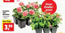 Thomas Philipps Fuchsien oder Geranien Angebot