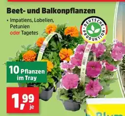 Thomas Philipps Beet- und Balkonpflanzen Angebot