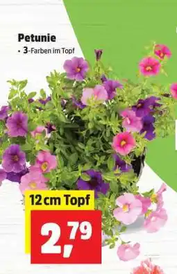 Thomas Philipps Petunie Angebot