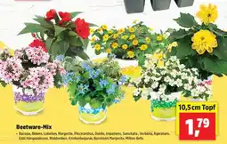 Thomas Philipps Beetware-Mix Angebot