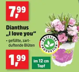 Thomas Philipps Dianthus „I love you“ Angebot