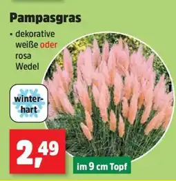 Thomas Philipps Pampasgras Angebot
