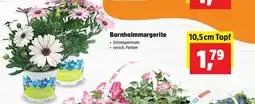Thomas Philipps Bornholm-margerite Angebot