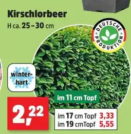 Thomas Philipps Kirschlorbeer Angebot