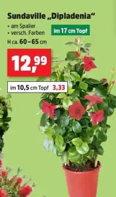 Thomas Philipps Sundaville „Dipladenia“ Angebot