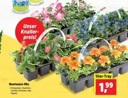 Thomas Philipps Beetware-Mix Angebot