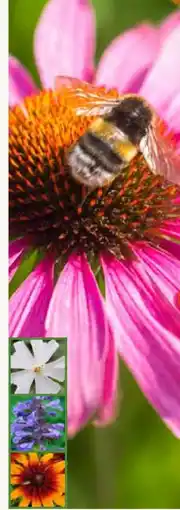 Pflanzen Kölle Kölle's Bio Insektengarten Angebot