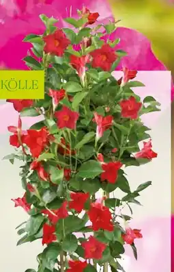 Pflanzen Kölle Kölle Dipladenia Doppelbogen Angebot