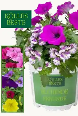 Pflanzen Kölle Kölle's Beste Blühende Freunde Duo Angebot