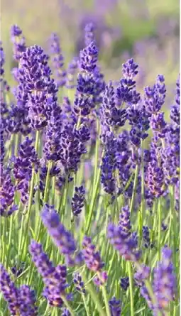Pflanzen Kölle Lavandula angustifolia Angebot