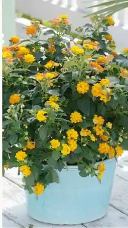 Pflanzen Kölle Wandelröschen-Busch Angebot