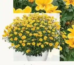 Pflanzen Kölle Zweizahn Golden Empire Angebot