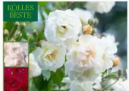 Pflanzen Kölle Kölle's Beste Ramblerrose Angebot