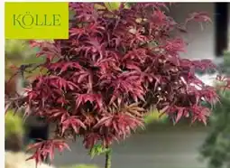 Pflanzen Kölle Kölle Japanischer Ahorn Shaina Angebot