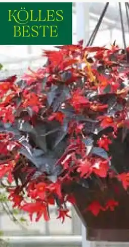 Pflanzen Kölle Kölle's Beste Begonien-Ampel Angebot