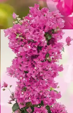 Pflanzen Kölle Drillingsblume Pyramide Angebot