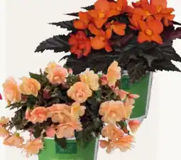 Pflanzen Kölle Kölle's Beste Begonien Selektion Angebot