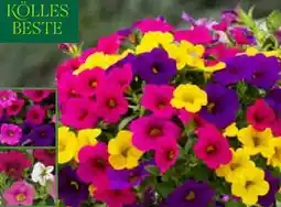 Pflanzen Kölle Kölle's Beste Zauberglöckchen Trio Angebot