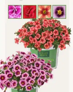 Pflanzen Kölle Kölle's Beste Zauberglöckchen-Selektion Angebot