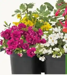 Pflanzen Kölle Kölle's Beste Beetpflanzen Angebot