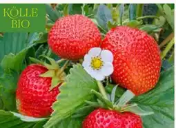 Pflanzen Kölle Kölle's Bio Erdbeeren Angebot