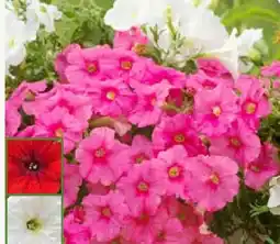 Pflanzen Kölle Petunie Angebot