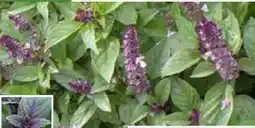 Pflanzen Kölle Kölle's Bio Strauchbasilikum robust & aromatisch Angebot