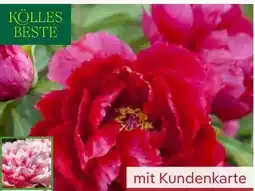 Pflanzen Kölle Kölle's Beste Pfingstrose Angebot