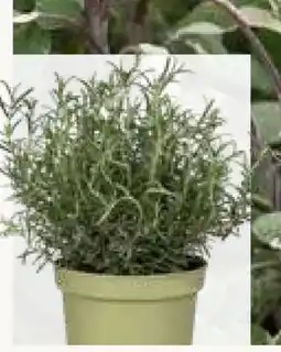 Pflanzen Kölle XL Sunny Herbs Angebot