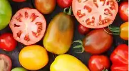 Pflanzen Kölle Kölle's Bio Tomaten bunt & lecker Angebot