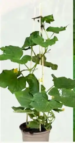 Pflanzen Kölle Kölle Snackgurke Angebot