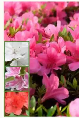 Pflanzen Kölle Japanische Azaleen Angebot