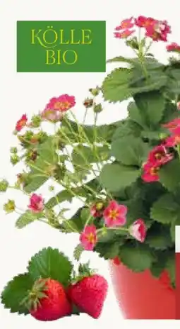 Pflanzen Kölle Kölle's Bio Erdbeer-Ampel Angebot