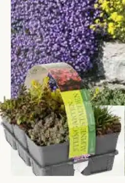 Pflanzen Kölle Kölle Steingartenpflanzen Angebot