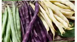 Pflanzen Kölle Kölle's Bio Erbsenzähler Angebot