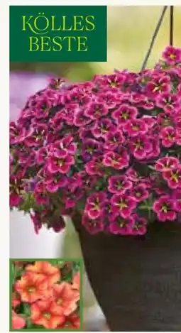 Pflanzen Kölle Kölle's Beste Calibrachoa Ampel Angebot