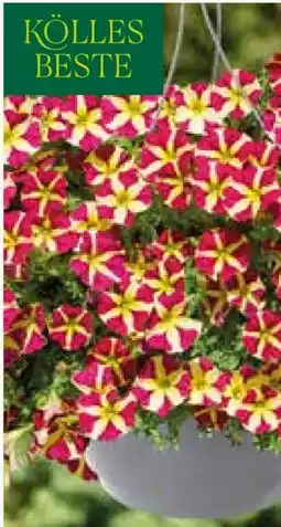 Pflanzen Kölle Kölle's Beste Hängepetunien-Ampel Angebot