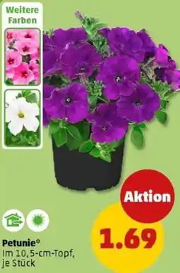 PENNY Petunie Angebot