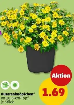 PENNY Husarenknöpfchen Angebot