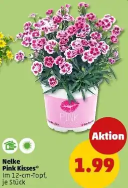 PENNY Nelke Pink Kisses Angebot